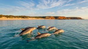 Wild bottlenose dolphins swimming in the turquoise waters of Koombana Bay, Bunbury WA