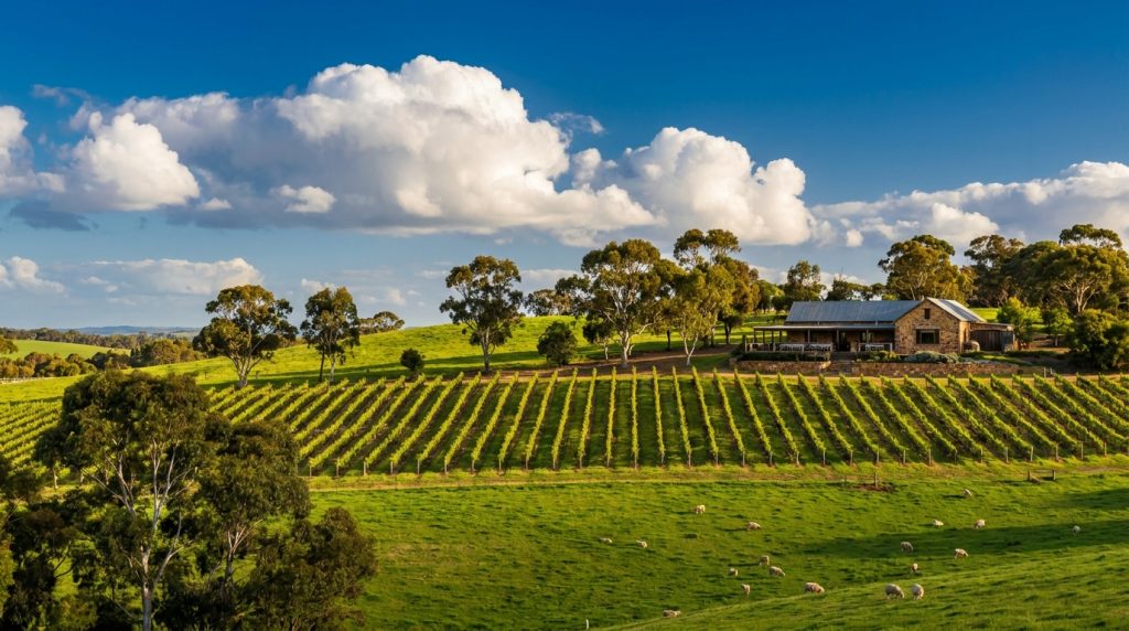 Rolling green hills and vineyard rows in the Ferguson Valley wine region near Bunbury, Western Australia