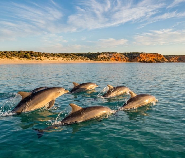 Wild bottlenose dolphins swimming in the turquoise waters of Koombana Bay, Bunbury WA
