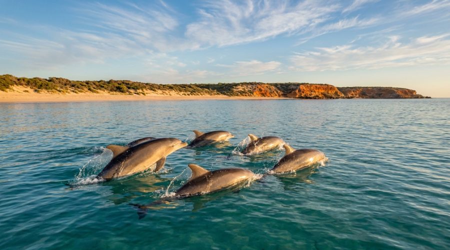 Wild bottlenose dolphins swimming in the turquoise waters of Koombana Bay, Bunbury WA